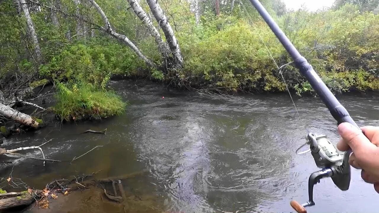 Siberia. Сибирский хариус. Хариус таежный. Хариус таежный. Рыбалка в на таёжных реках.