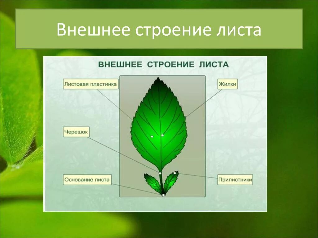 Форма листа 6 класс. Строение листа 6 класс. структура листа 6 класс биология. внешнее строение листьев 6 класс биология. внешнее и внутреннее строение листа 6 класс.
