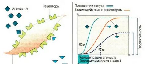 Рецепторы тест
