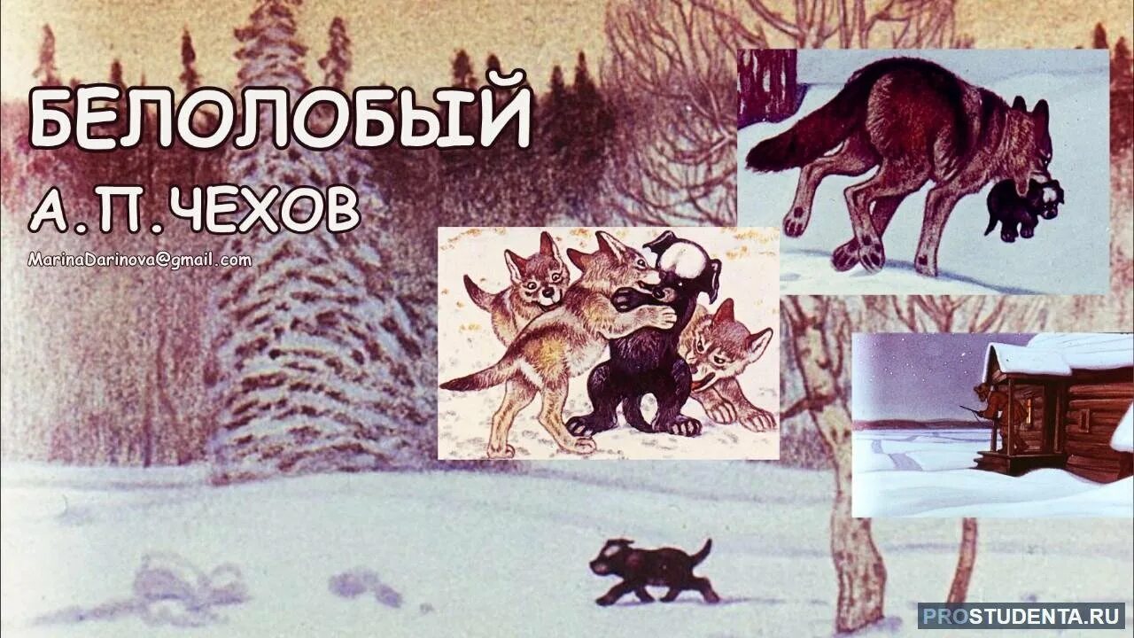 Содержание белолобый чехова. Чехов детям белолобый. Волчица Чехов белолобый. Иллюстрация к сказке Антона Павловича Чехова белолобый.