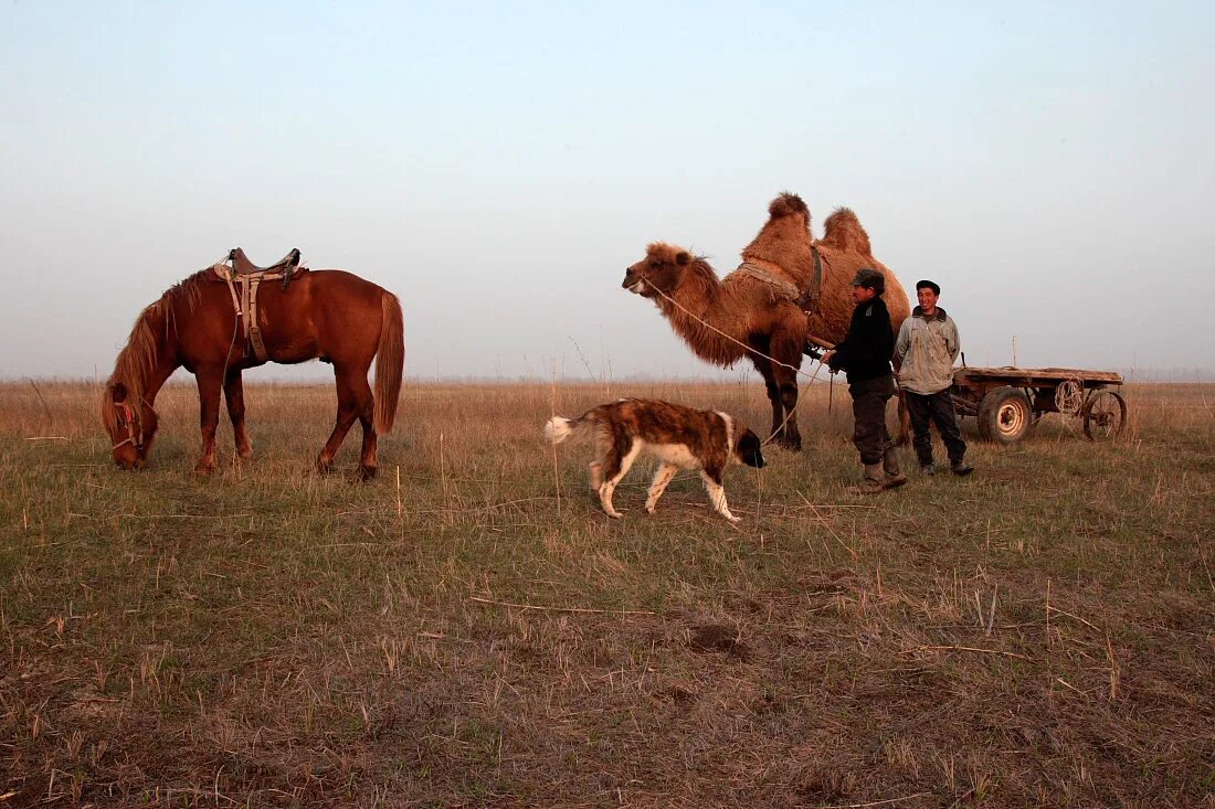 верблюды на алтае. верблюды в туве. верблюды в хакасии. двугорбый верблюд бактриан алтайский. кош-агач фауна.