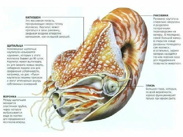 Строение раковины головоногих моллюсков. Внутреннее строение Наутилуса. Внешнее строение раковины головоногих моллюсков. Головоногие Наутилус строение. Моллюски имеют сердце