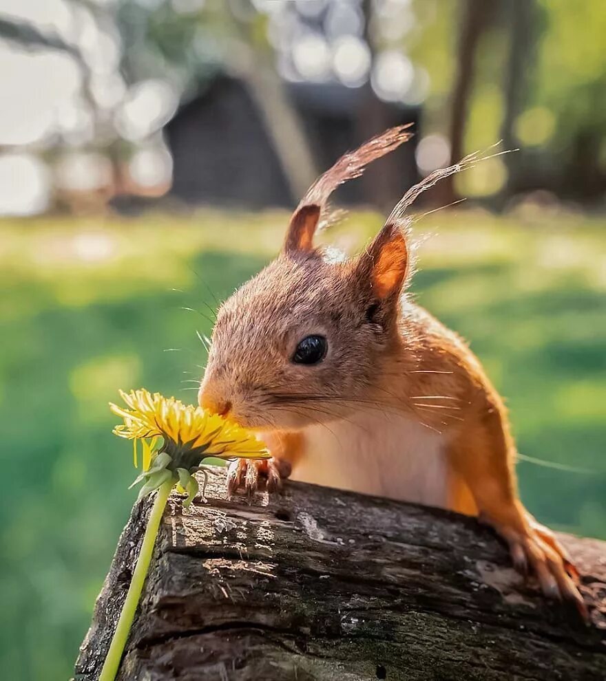 Животные финляндии. Финский фотограф Осси Сааринен. Природа и животные. Фауна Финляндии. Белка Лесная.