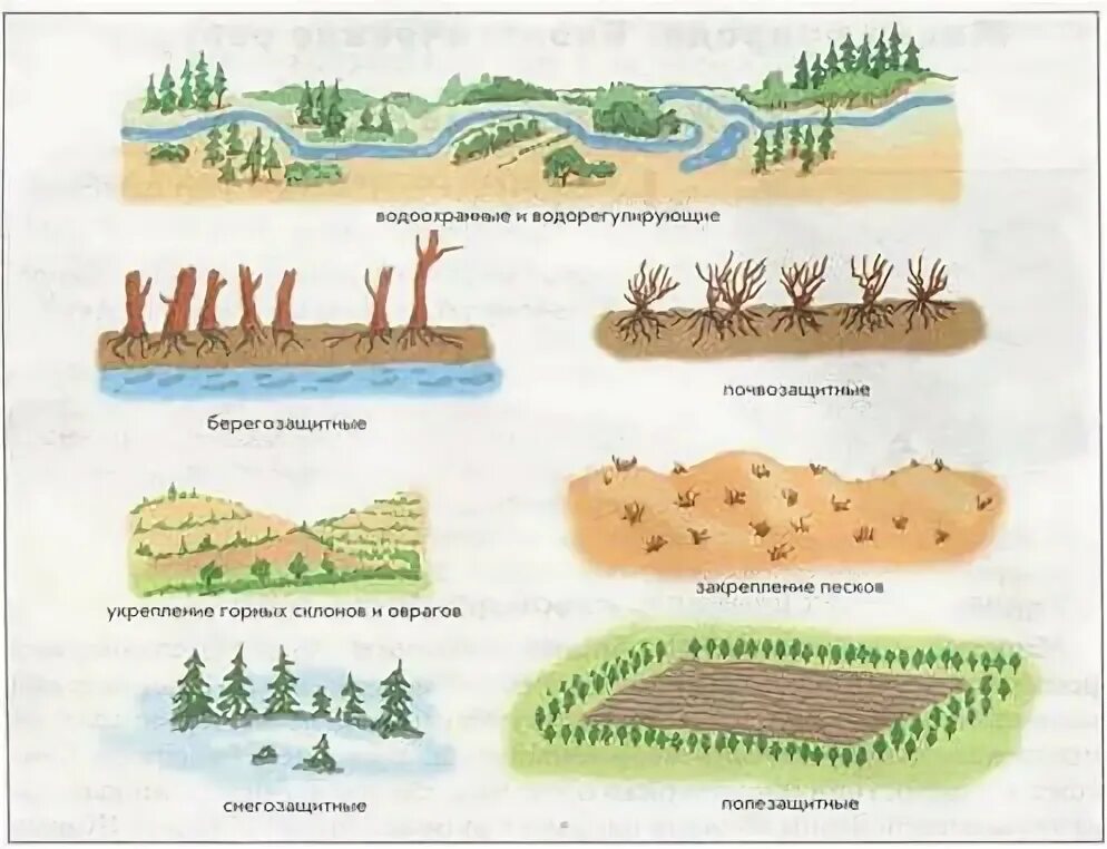 Конструкции лесных полос. Высадка лесополос. Защитные лесополосы на полях. Защитные Лесные насаждения.