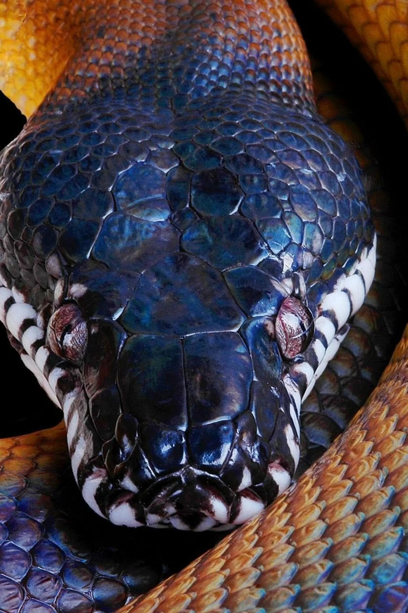 Покажи про змей. Белогубый полоз. Уж гадюка ,Кобра, питон. Питон змея ядовитая. Патагонский фиолетовый питон.