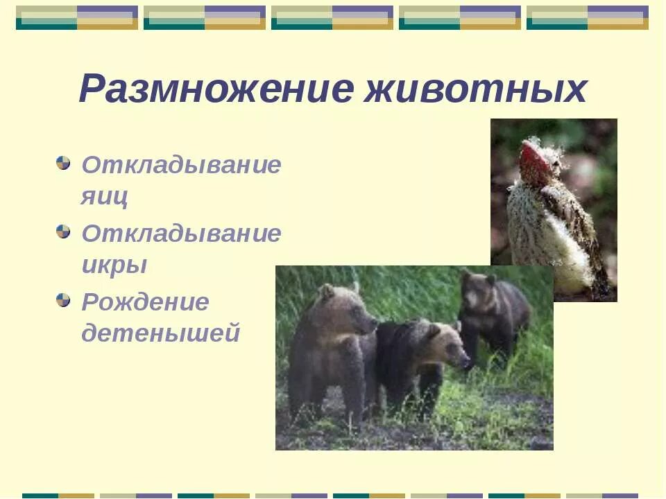 Развитие зверей. Среда размножения животных. Размножение зверей. Размножение зверей. Развитие зверей.