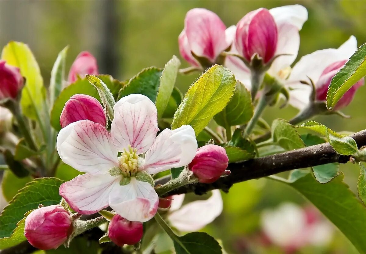 Яблоня Эппл блоссом. Яблоня Сиверса. Яблоневый цвет (Apple Blossom). Malus цветы. Распускание яблони