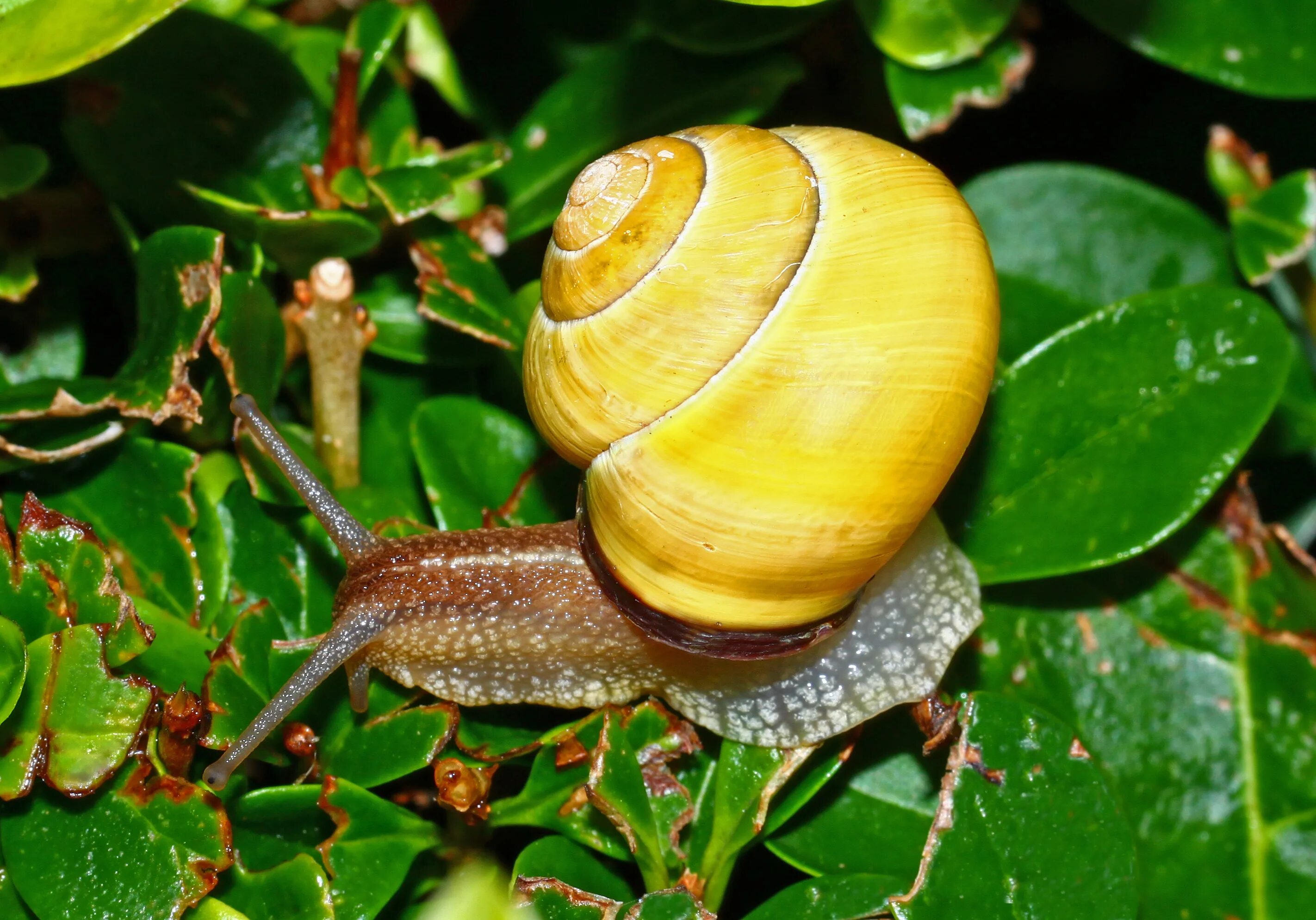 Cepaea nemoralis Лесная улитка. Земляной улитки Cepaea nemoralis. Улитка Садовая цепея. Митрофиллум улитка. Дождевые улитки