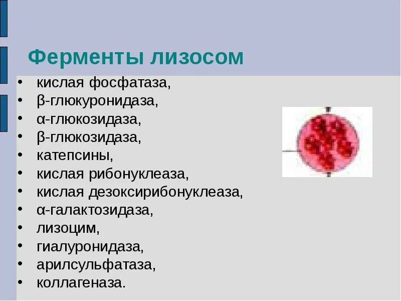 Схема образования лизосом. Лизосомы. Болезни связанные с нарушением функции лизосом. Ферментативный синтез днк. Схема строения лизосомы.