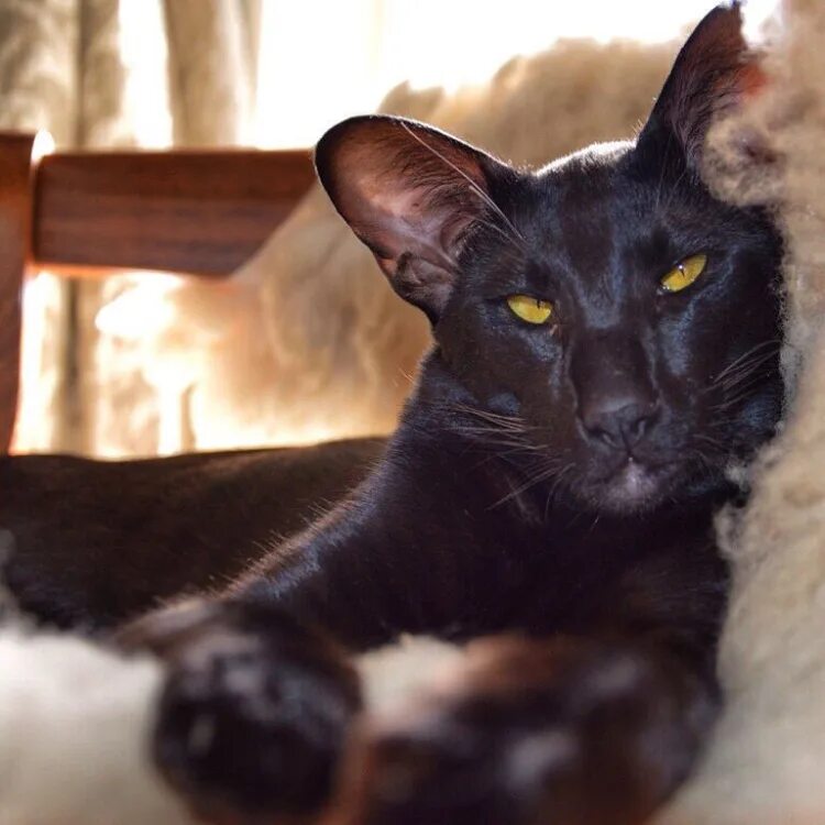 Ориентальная короткошерстная кошка. Кошки-балинез, ориентал, рекс, петерболд. Ориентальный кот табби. Ориентал кот взрослый. Ориентал кот взрослый.