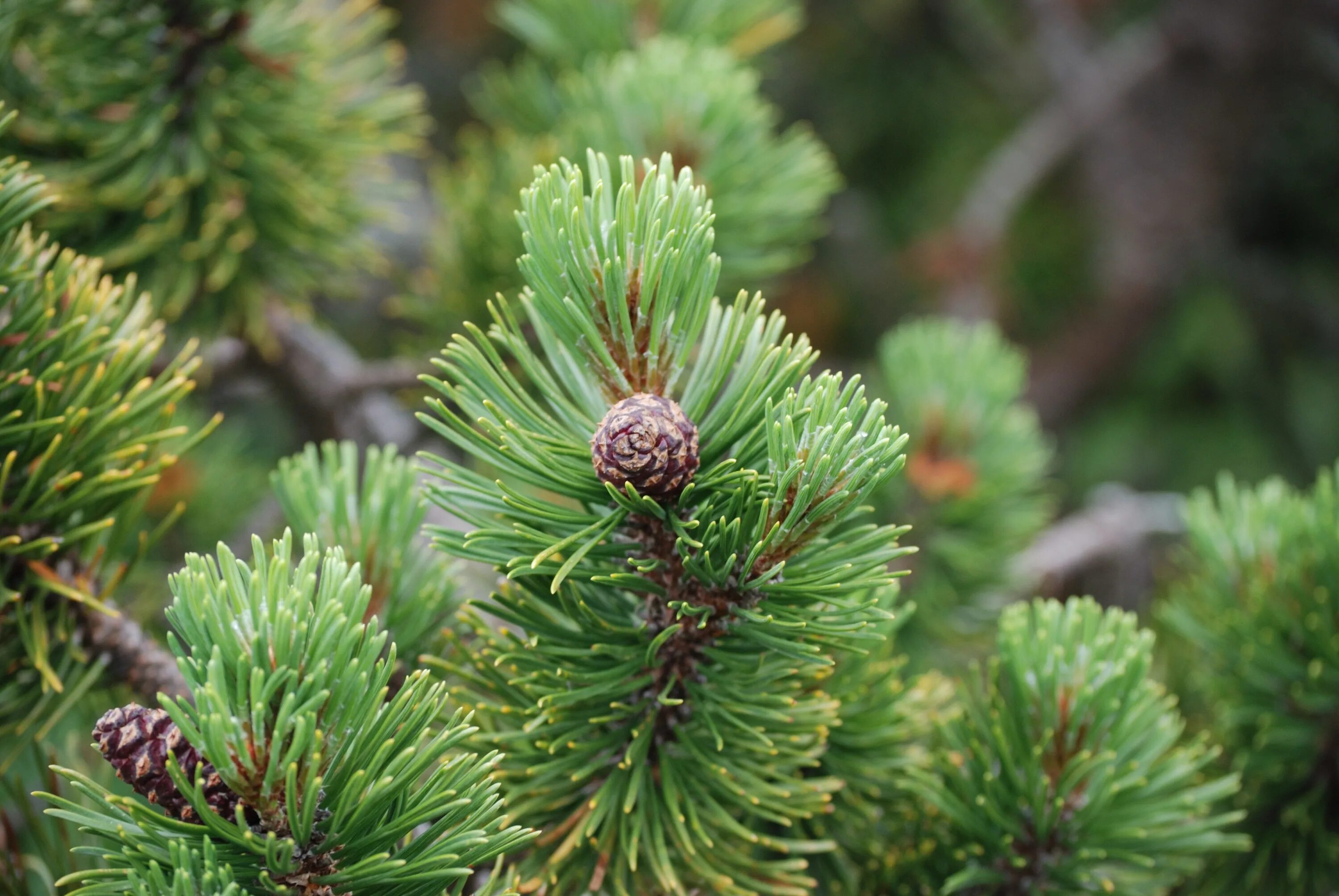 Сосна ель пихта это хвойные растения. Пихта обыкновенная. Pinus attenuata. Пихта Сибирская.