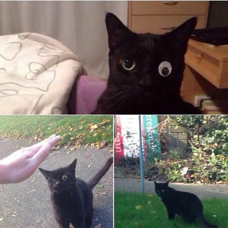 So Here’s a Study About Internet Cats Filhotes de gatos, Gata linda, Memes de ga