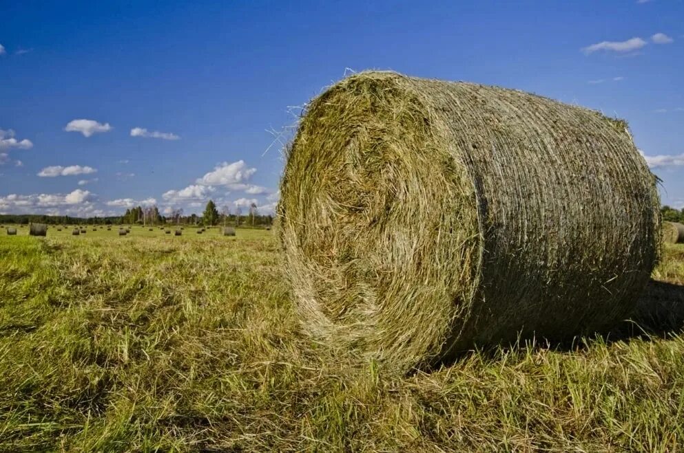 Сено Луговое в рулонах. Сено в рулонах разнотравье. Рулон сена. Сено в рулонах и тюках. Сено пресса б у