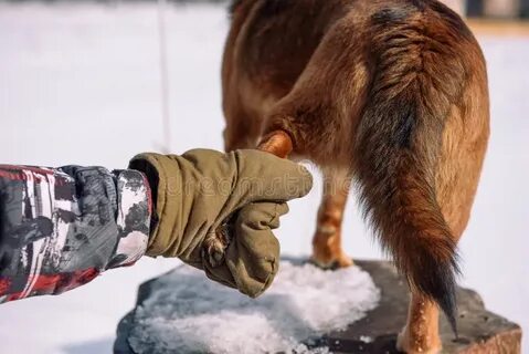 Почему собака ногу человека