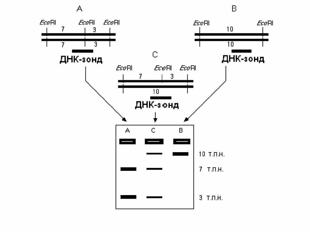 Днк зонд. Маркеры на основе ДНК-зондов.. Принцип метода ДНК-зондов. ДНК зонды схема.
