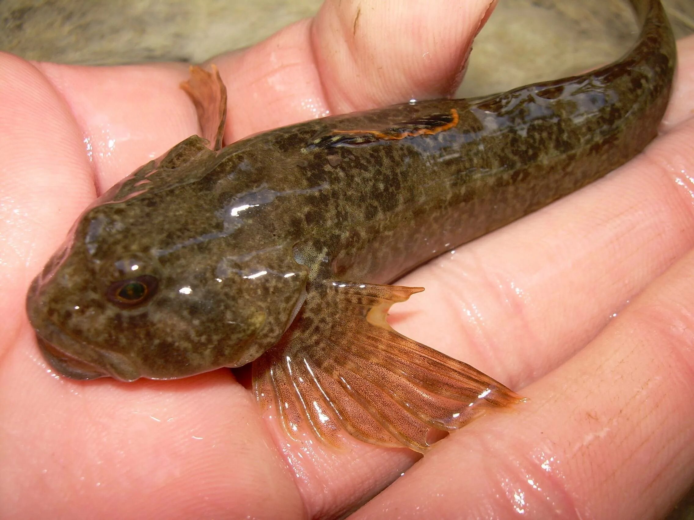 Бычок рыба морской черноморский. Бычок бубырь. Речной бычок. Бычок подкаменщик черноморский. Речной бычок.