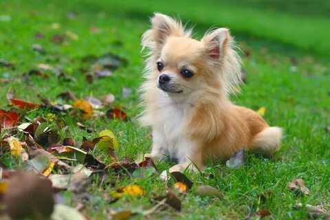Chihuahua