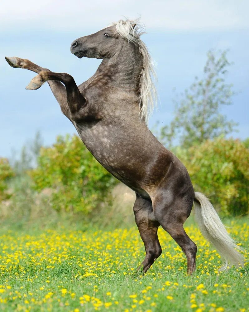 Нужны лошадки. Национальный и лошадей. Пони бежит. Лошадь надо лошадь. Пони бежит фото.