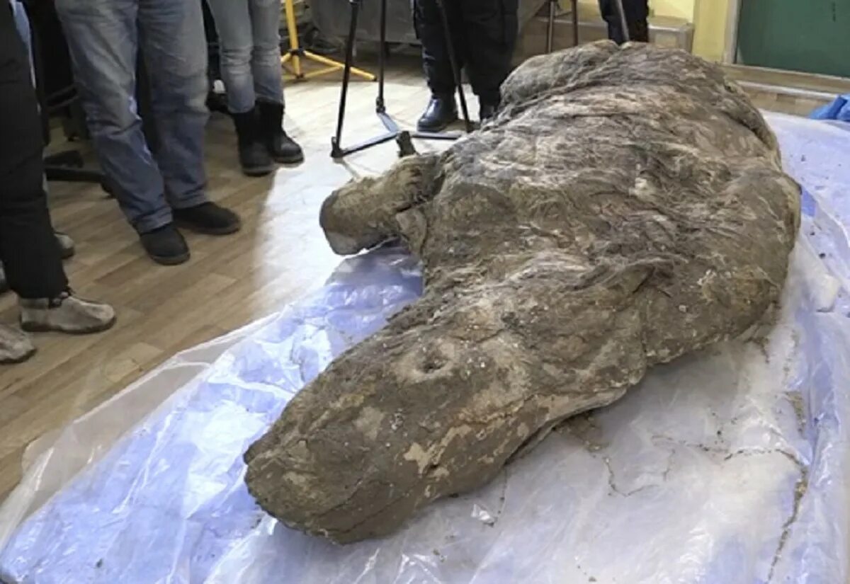Каких доисторических животных находят в якутии