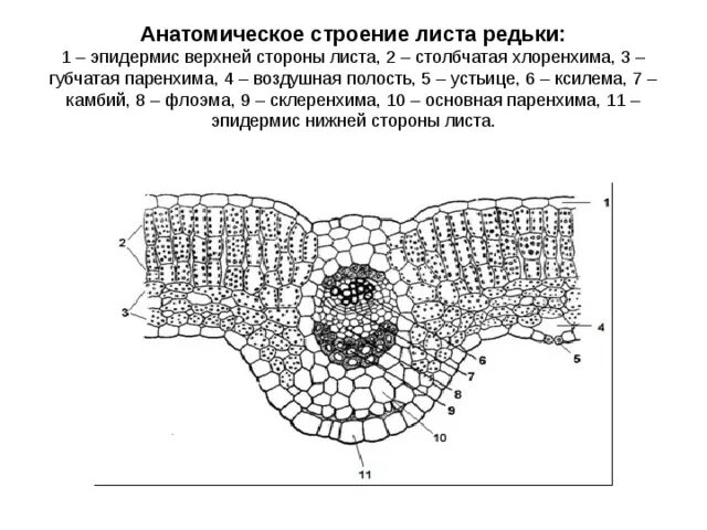 Микрофотография среза листа. Анатомическое строение листа редьки. Рис поперечный срез листа. Анатомического строения листьев двудольных. Поперечный срез листа строение.