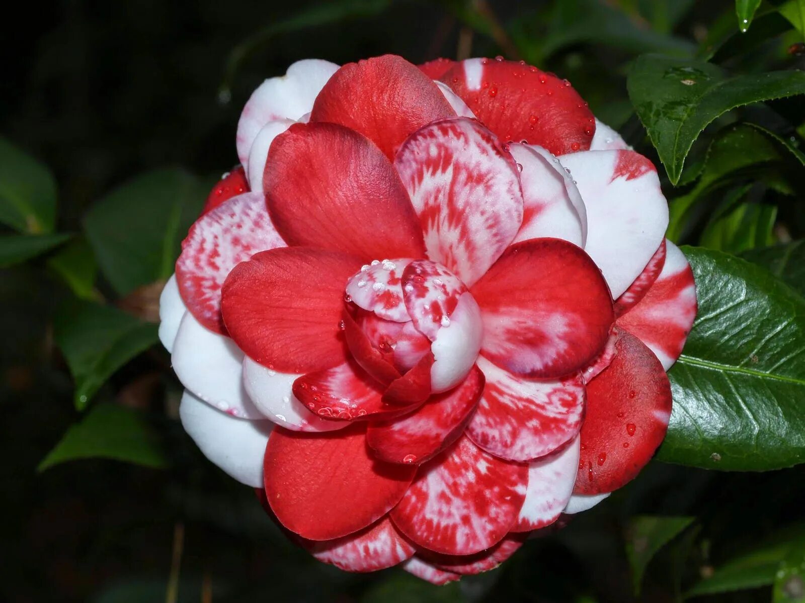 Камелия горная. Камелия сорта. Камелия японская цветок. Камелия древовидная садовая. Камелия.