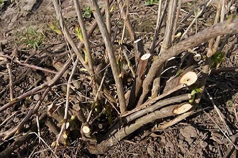 Можно ли обрезать крыжовник. Обрезка куста смородины весной. Смородина черная куст. Крыжовник куст обрезка. Корень чубушника.