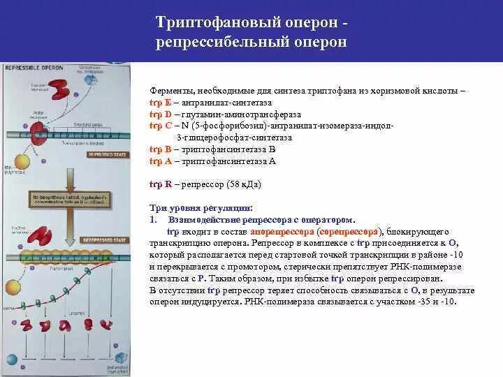 Концентрация генов. Концентрация генов