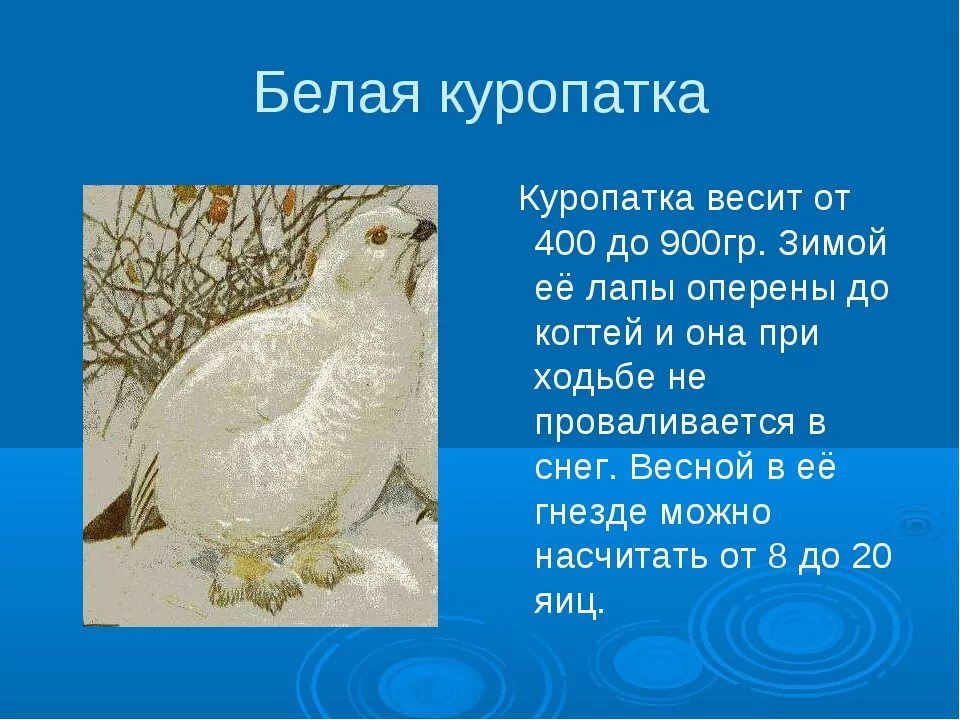 Рассказ про серого. Сообщение о белой куропатке. Белая куропатка информация. Рассказ о белой куропатке в тундре. Белая куропатка рассказ.