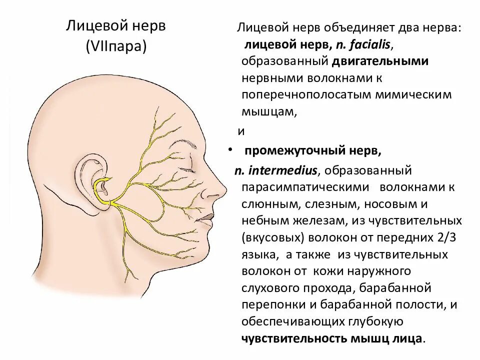 Лицевой нерв. Расположение лицевого нерва. Лицевой нерв анатомия.