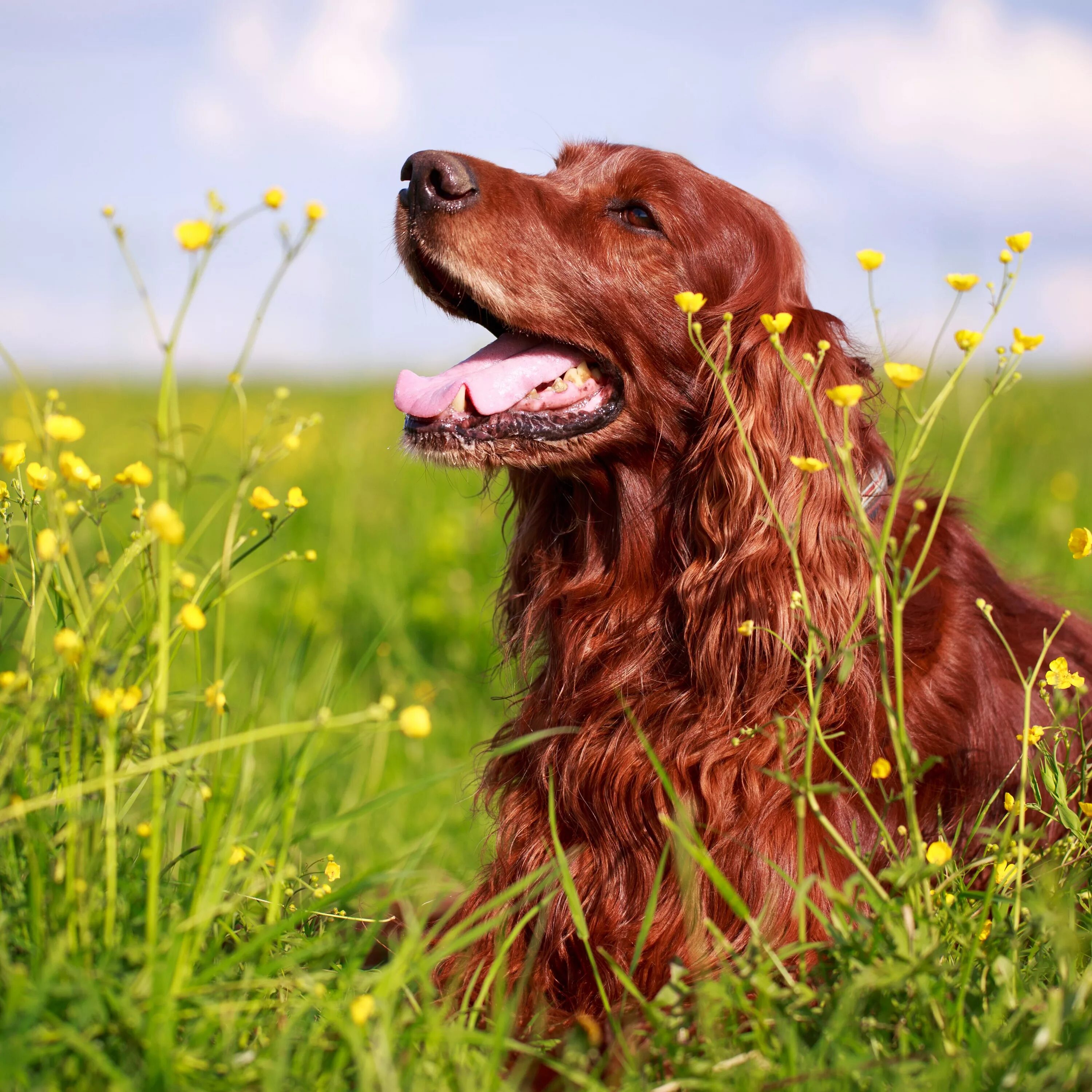 CakhiaTV - Cà khịa tv trực tiếp bóng đá, xem bóng đá Cakhia Irish setter dogs, I
