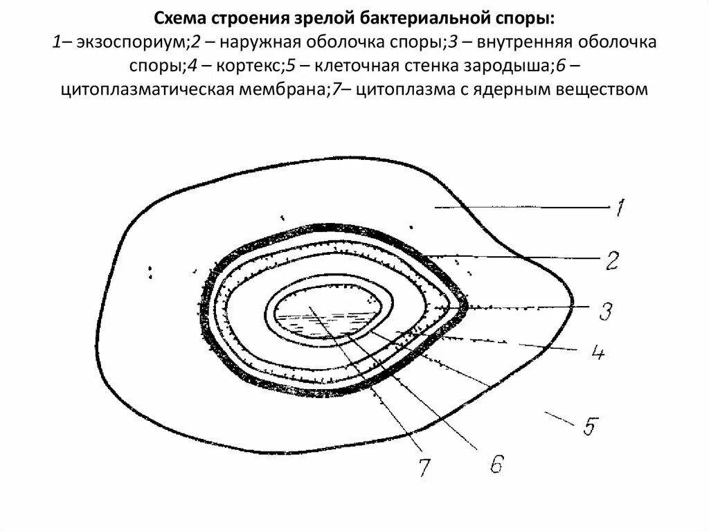 Оболочка споры бактерии