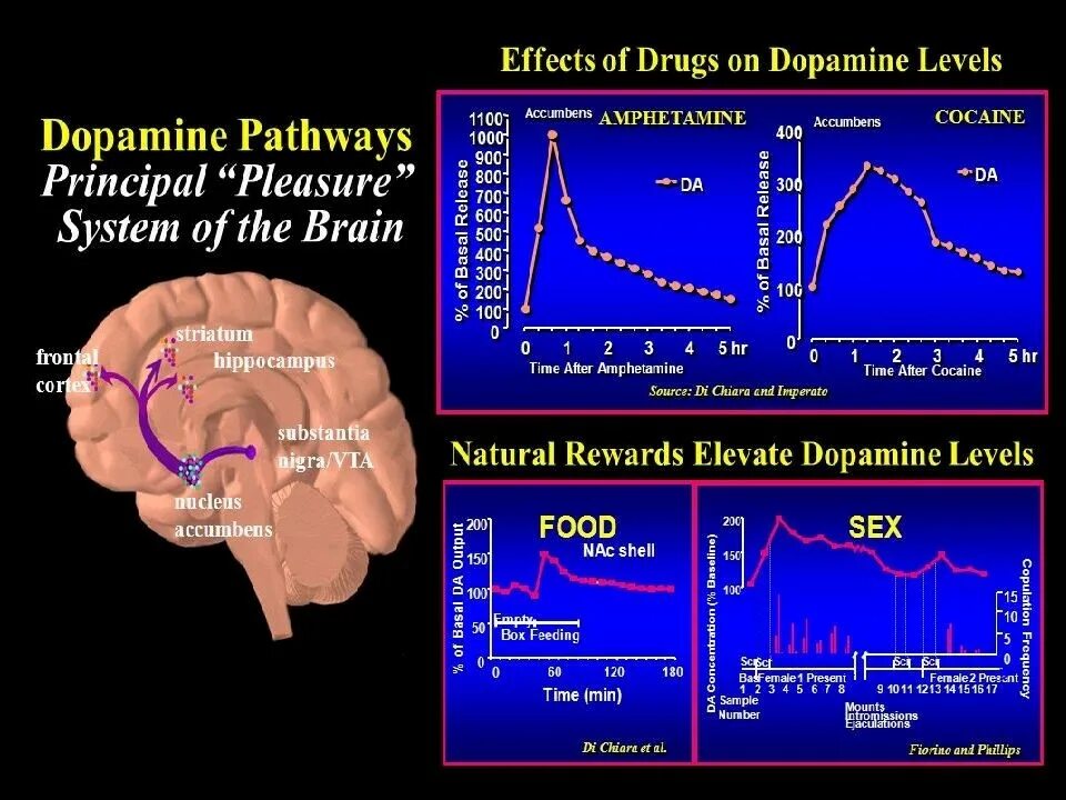 Дофаминовая зависимость. График дофаминовой зависимости. Drugs and Dopamine. Effects of drugs on Dopamine release таблицы на русском. Dopamine плеер.