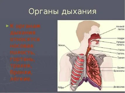 Трахея является органом дыхания