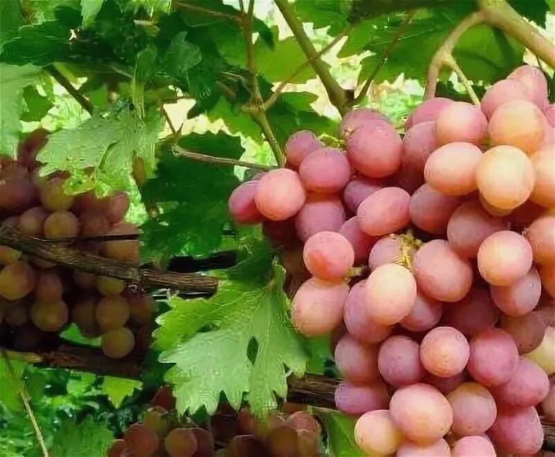 Виноград минский розовый. Виноград Ливия.