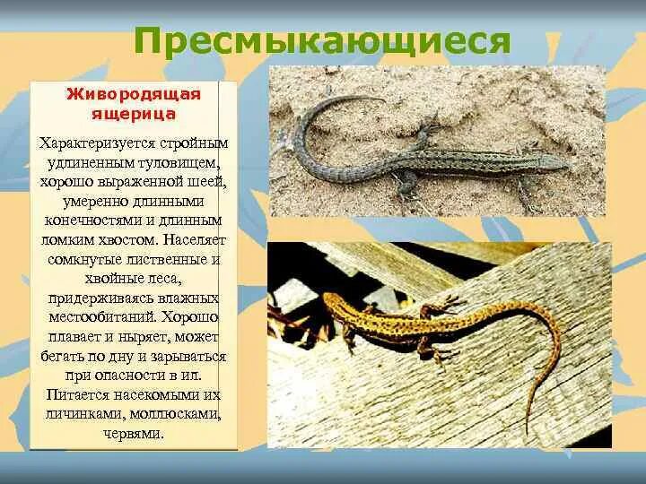 Яйцеживорождение у пресмыкающихся