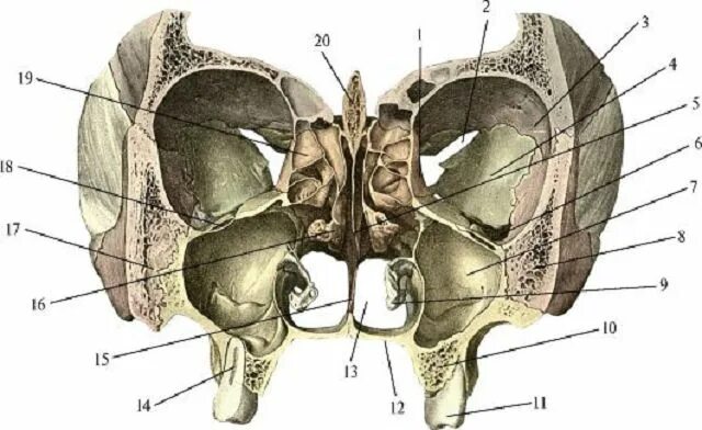 Полости в костях черепа. Сагиттальный распил черепа анатомия. Решетчатая кость черепа анатомия. Анатомия черепа Сагиттальный срез. Решетчатая кость черепа анатомия в черепе.