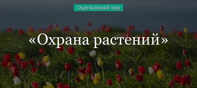 Охрана растений 3 класс. Охрана растений фото. Спасение растений. Проект на тему охрана растений 3 класс окружающий мир. Я спасусь от цветка испытаний 23 глава