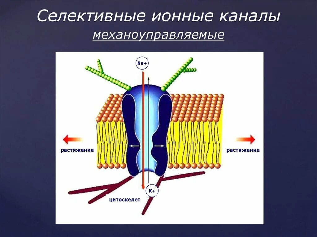 Мембрана возбудимой клетки. Селективные ионные каналы. Механоуправляемые ионные каналы. Строение ионного канала. Селективность ионных каналов.