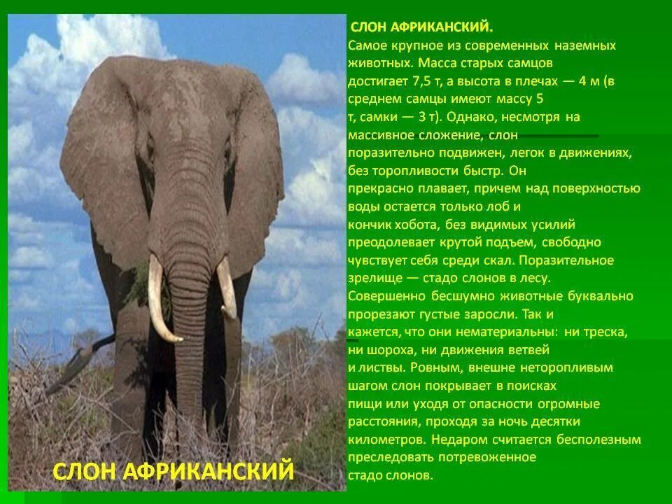 Сообщение о слоне. Доклад про слона. Слоны описание. Африканский слон рассказ. Какой тип развития характерен для африканского слона