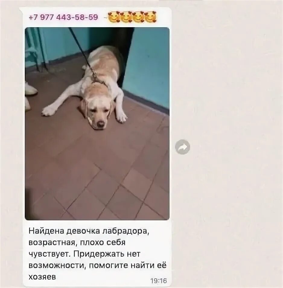 Найдена замечена. Найдена собака домодедово. потеряшка спб приморский район найдена собака лабрадор. найден лабрадор красноярск.