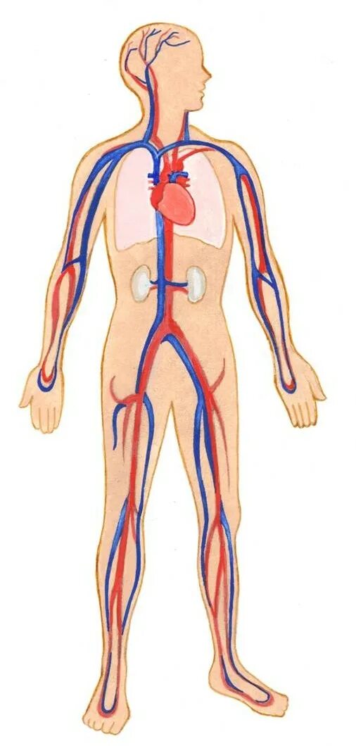 Human units. Макеты по патофизиологии сердечно-сосудистой системы. Кардиосолярная система. Prevention Circulatory Systems. Adamianis sisxlis mimoqcevis sistema.