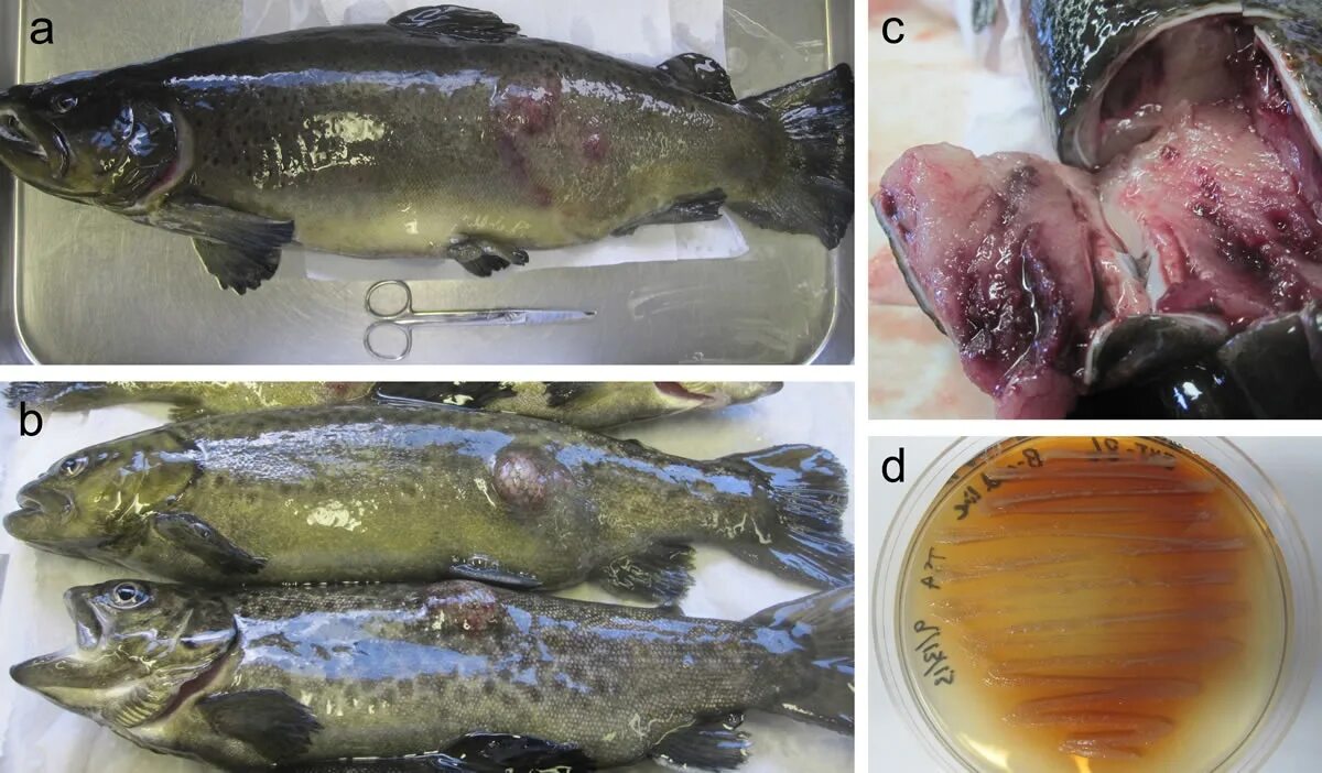 Фурункулез и аэромоноз у лососевых рыб. Аэромоноз лососевых рыб.
