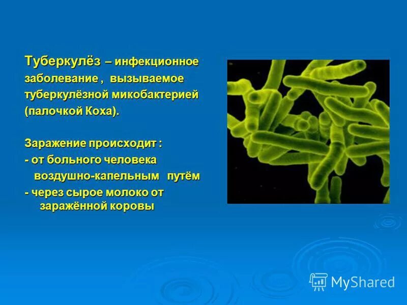 инфекйионные заболевания - туберкулёз. палочка коха возбудитель туберкулеза. туберкулез инфекционное заболевание вызывается палочкой. туберкулёз возбудитнль. туберкулез инфекционное заболевание вызывается палочкой.