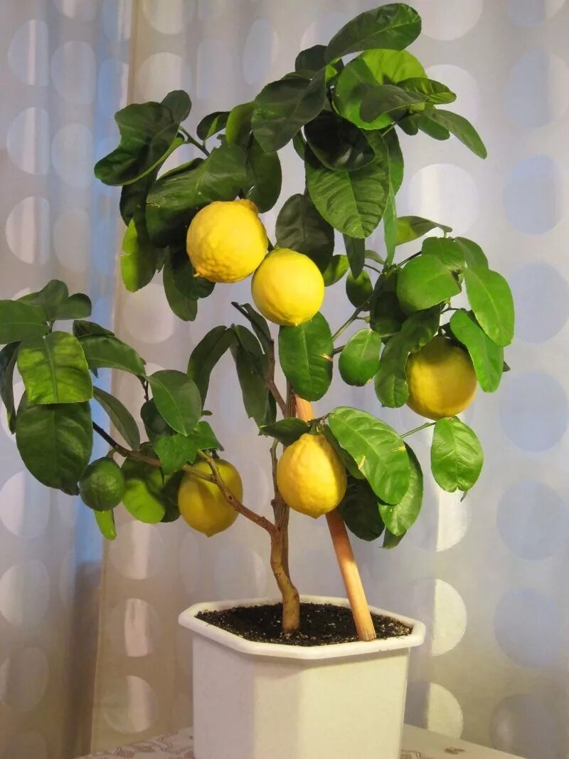 Цитрус (комнатное растение) лимон Мейера. Лимон дерево. Лимонное дерево Дикон. Лимонник дерево.