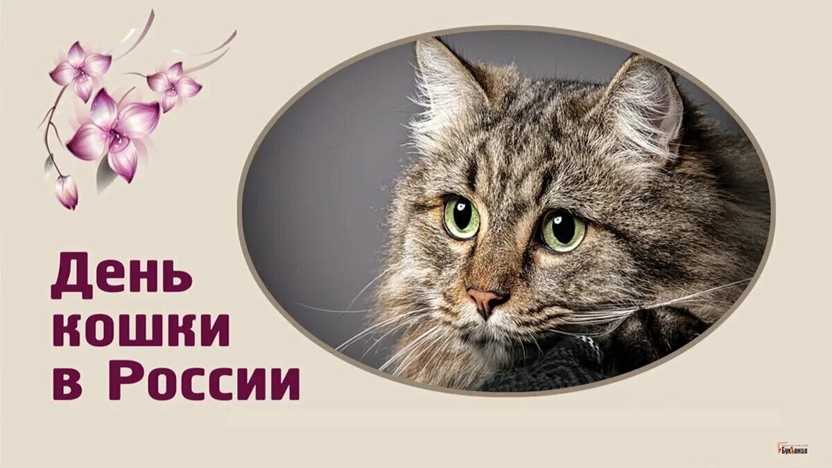 День кошек в россии 2024 год. Международный день кошек. День кошек в России.