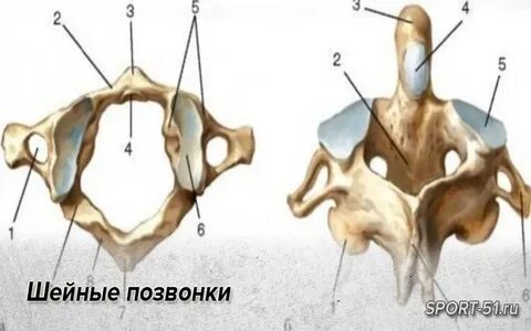 Сонный бугорок на позвонке