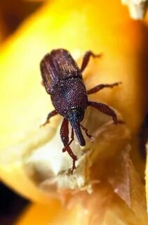 Weevil