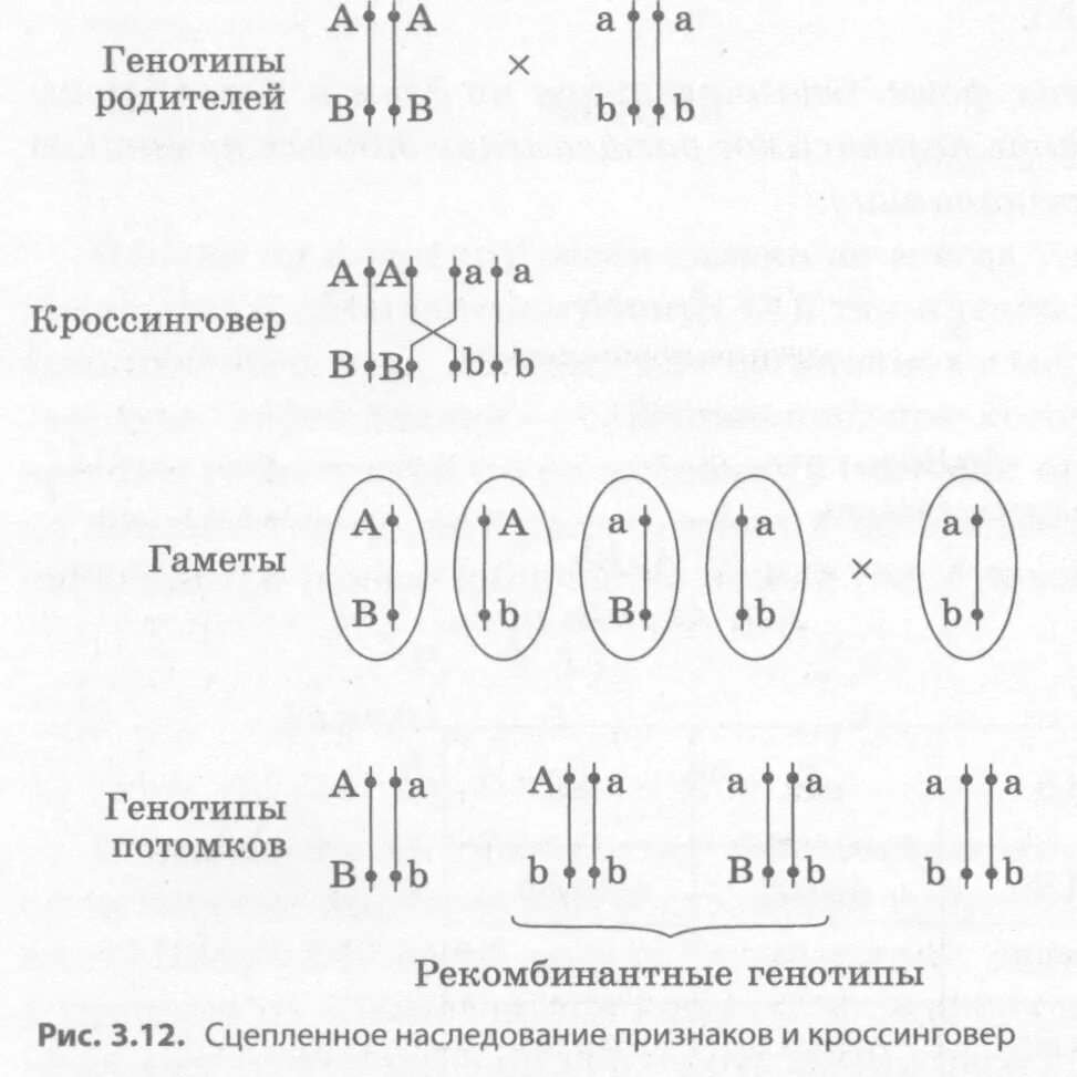 Некроссоверные особи. Кроссинговер генетика задачи. Сцепленное наследование с кроссинговером и без кроссинговера. Сцепленное наследование схема скрещивания. Задачи на сцепленное наследование и кроссинговер оформление.