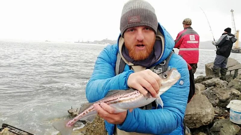 ловля минтая. минтай. на что клюёт минтай. минтай в приморье. минтай в приморье.