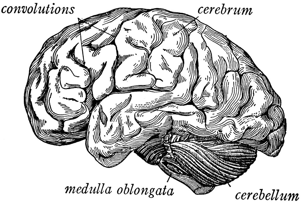 Головной мозг винтажный рисунок. Мозг Церебрум Евклидова иллюстрация. Convolutions of the Brain. Brain Vintage.